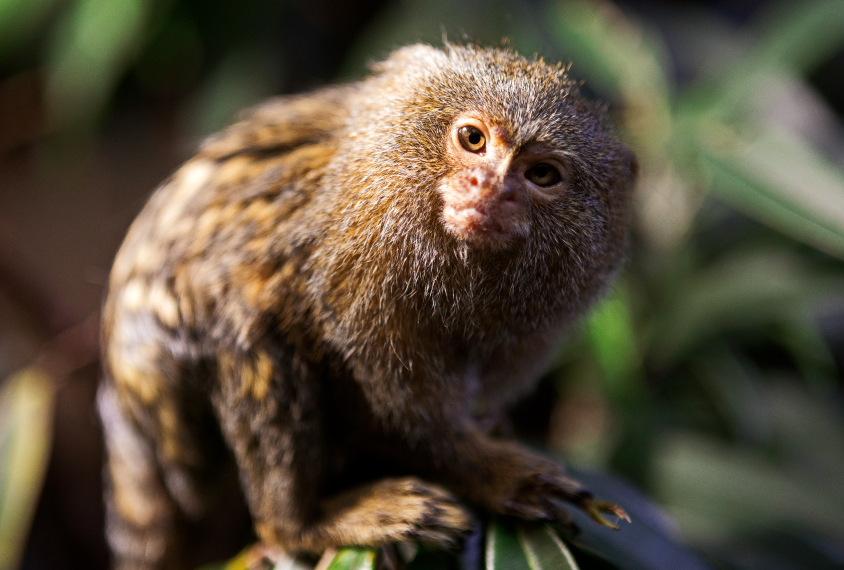 Mock flu triggers changes in brain, behavior of monkeys