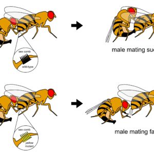 Researchers solve long-standing puzzle about link between genetic mutations, mating behavior in fruit flies