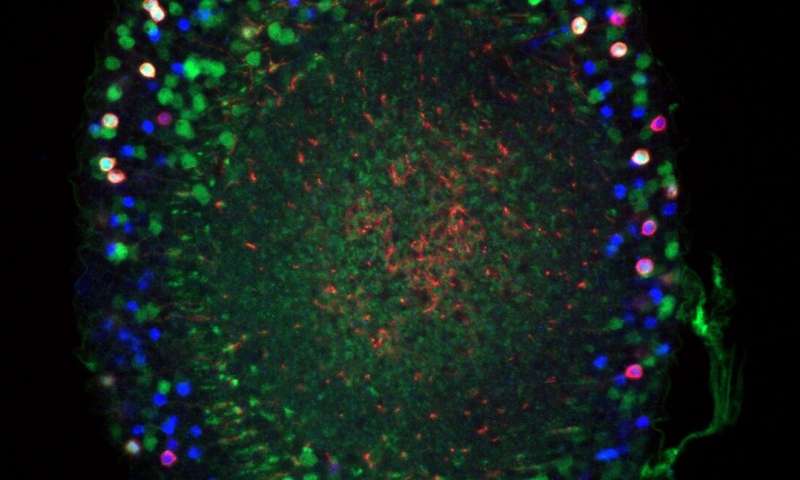 Protein signposts guide formation of neural connections