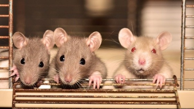 Why Rats Are More Social Than We Thought