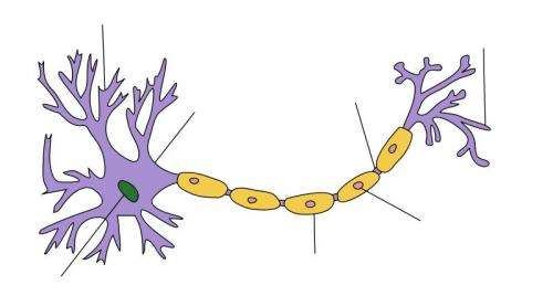 A molecular switch for repairing central nervous system disorders