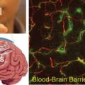 Buzzing Through the Blood-Brain Barrier