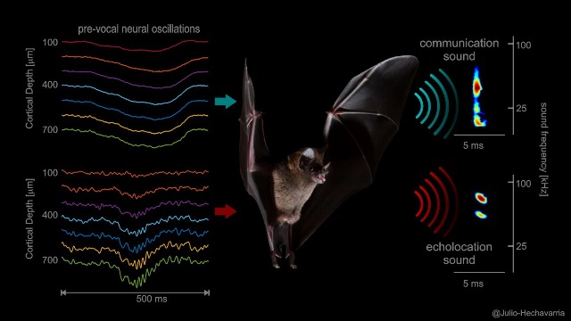 New Insights tp How the Brain Controls the Voice of Bats