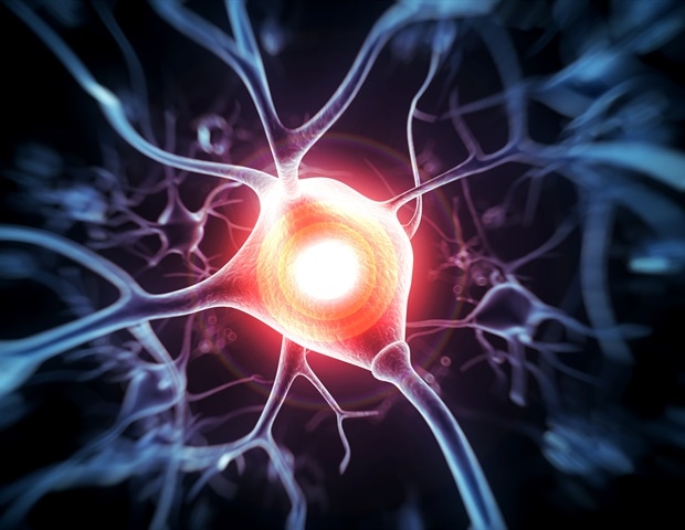 Study provides groundwork for restoring nerve-muscle connection in ALS