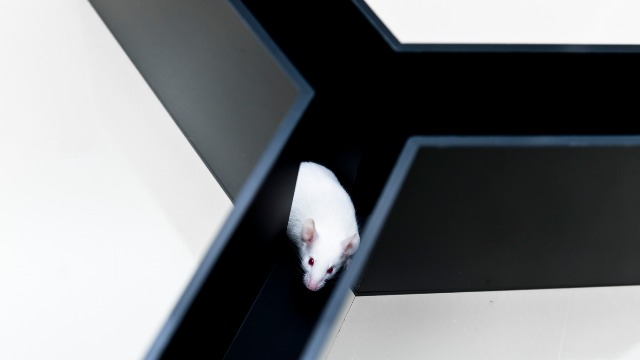 A Memory Game for Mice Could Help Understand Brain Injury