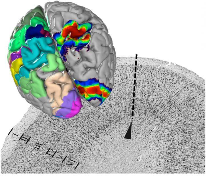 These Scientists Just Completed a 3D ‘Google Earth’ for the Brain