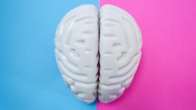 Hardly Any Differences Found Between the Brains of Men and Women