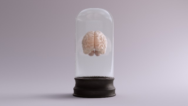 Is Society Ready for a Future With Lab-Grown Brains?