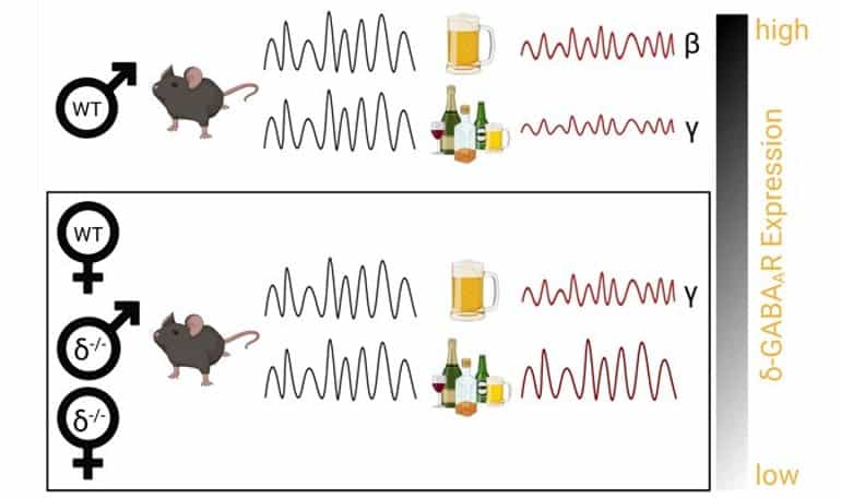 Alcohol Changes Brain Activity Differently in Male and Female Mice
