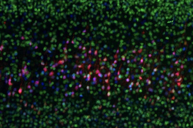 New insight on the regulatory mechanisms underpinning the development of cortical neurons