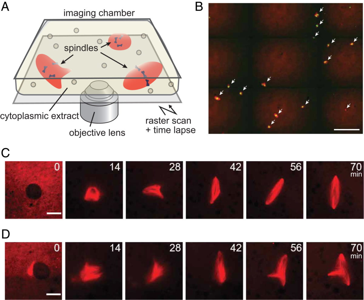 Morphological growth dynamics, mechanical stability, and active microtubule mechanics underlying spindle self-organization