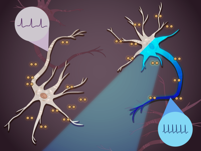 Changing the intrinsic behavior of neurons