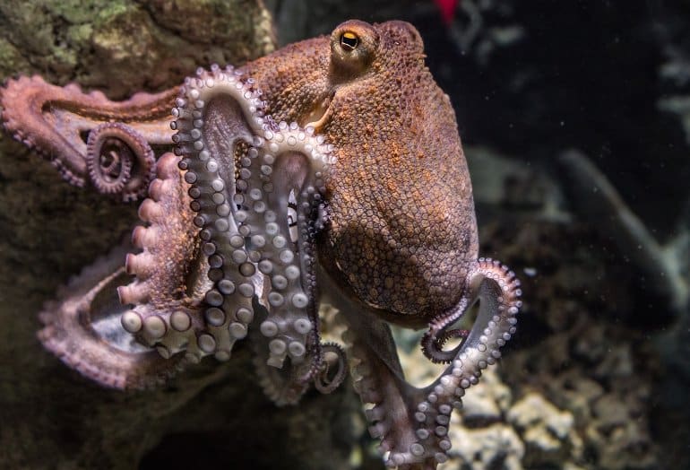 Octopuses May Link Evolution of Complex Life to Genetic ‘Dark Matter’