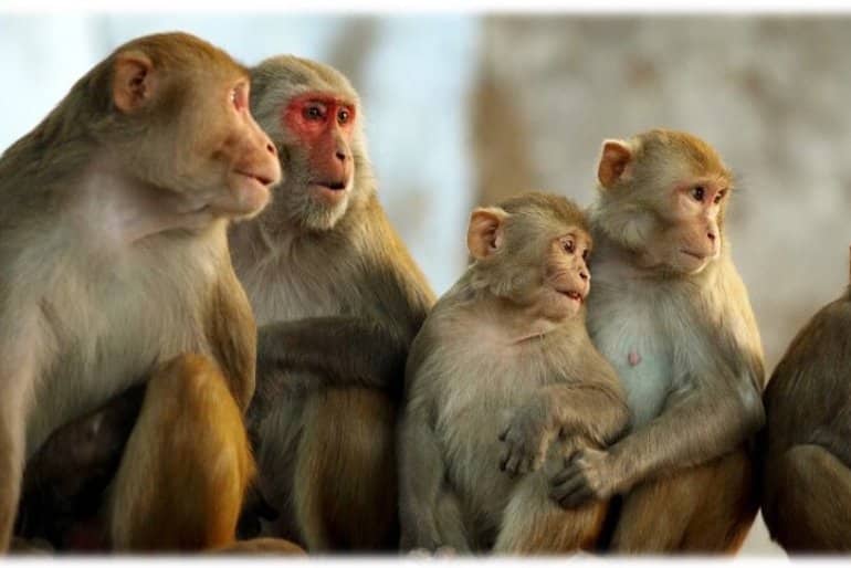 Autism Spectrum Disorder Study Looks at Monkeys as Possible Models