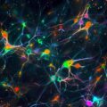 Interneurons Guide Neural Transitions During Brain Development